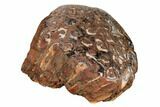 Polished, Permian Petrified Tree Fern (Paleoosmunda) - Australia #185985-2